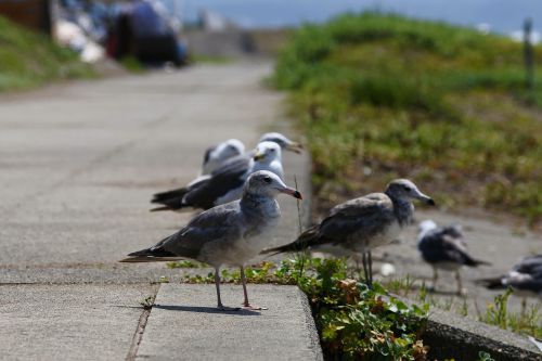 animal sea beach