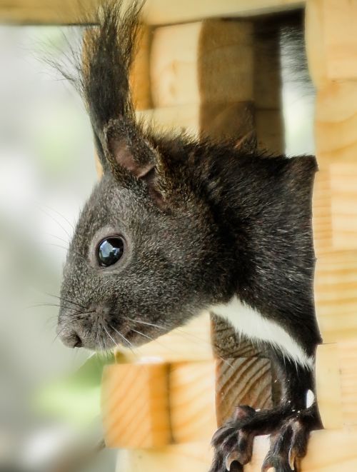 animal squirrel aviary