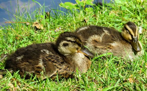 animal nature duck