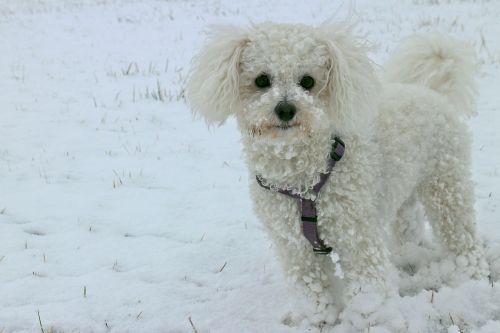 animal dog snow