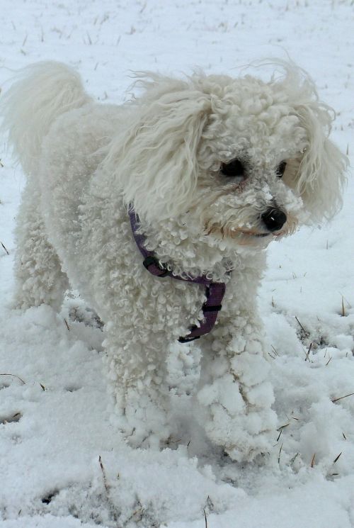 animal dog snow