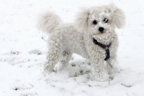 animal dog snow