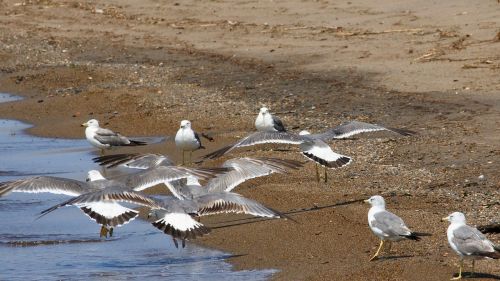 animal sea beach