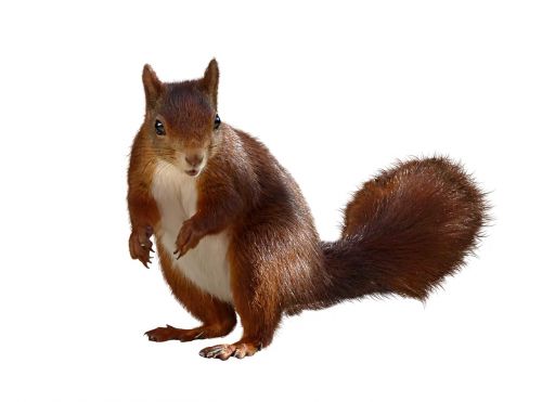 animal squirrel isolated