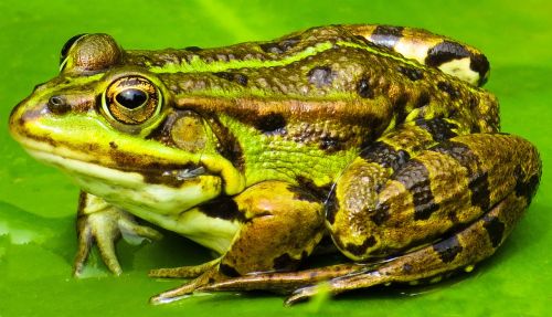 animal frog water