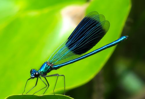 animal dragonfly insect