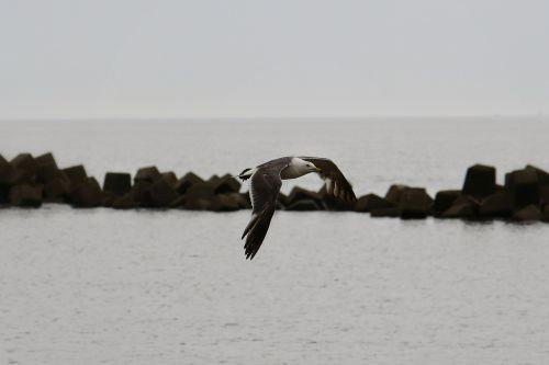 animal sea beach