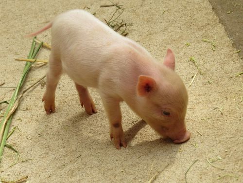 animal pig piglet