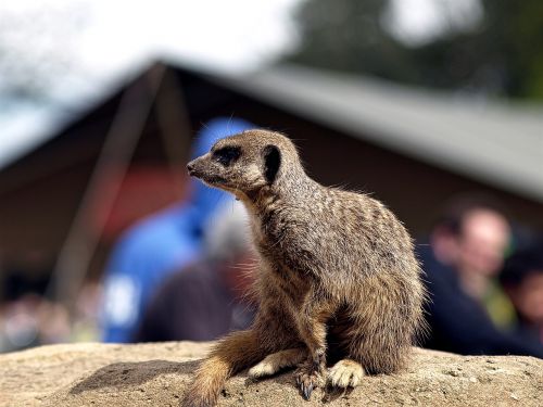 animal meerkat nature