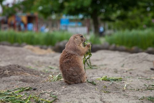 animal food small