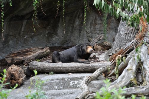 animal bear black bear