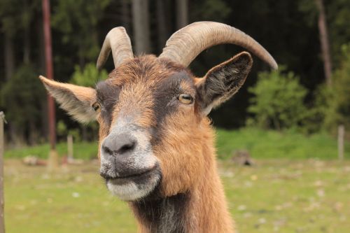 animal head goat