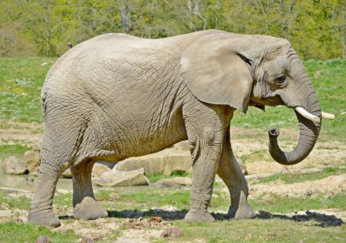 animal elephant nature