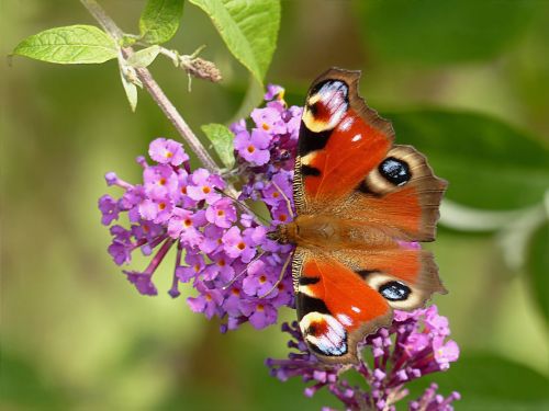 animal insect butterfly