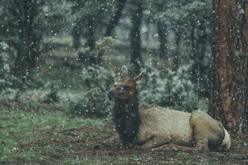 animal wildlife forest