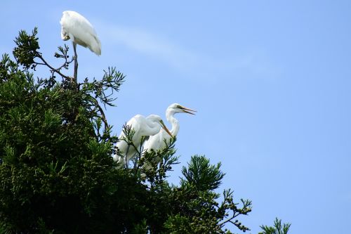 animal sky wood