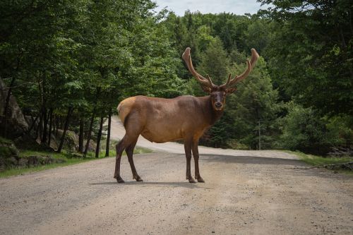 animal wildlife deer