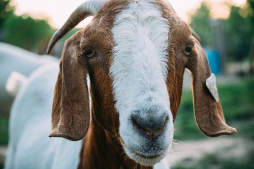 animal goat snout