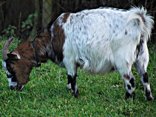animal goat nature
