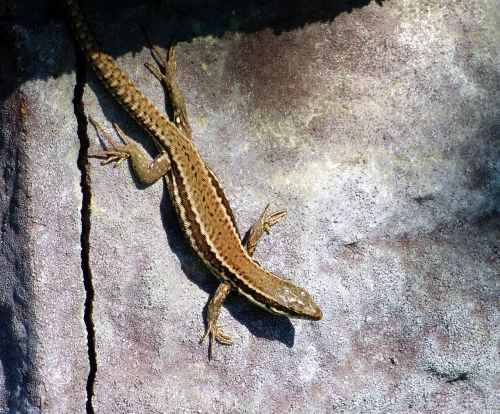 animal lizard nature