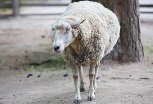 animal sheepfold sheep