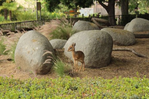 animal deer rocks