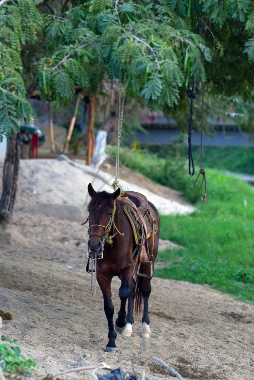 animal horse brown horse