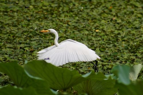 animal lake heron