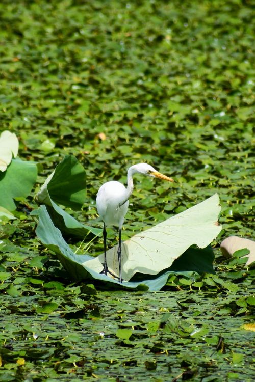 animal lake heron