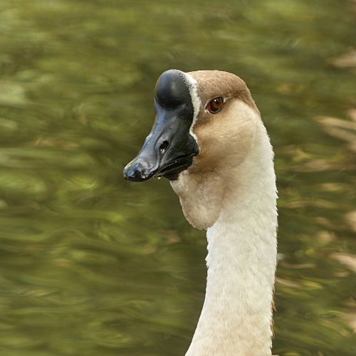 animal goose höcker goose