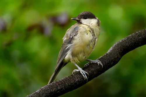 animal bird tit