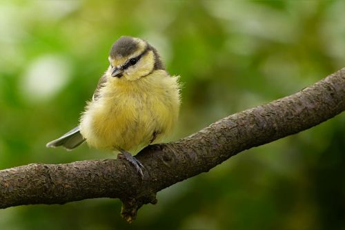 animal bird tit