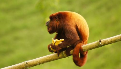 animal mono monkey