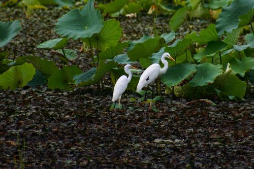 animal pond lotus