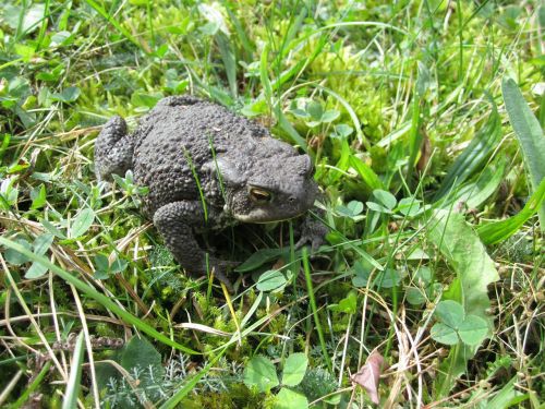 animal common toad toad