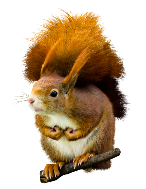 animal squirrel possierlich