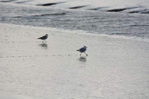 animal seagull bird