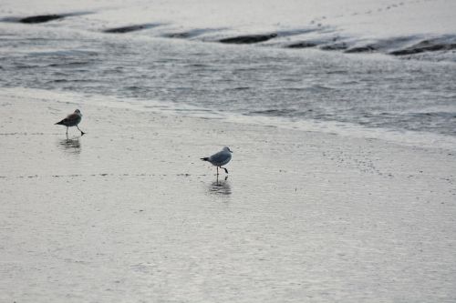 animal seagull bird