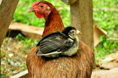 animal chicken chicks