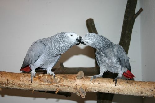 animal birds grey parrots