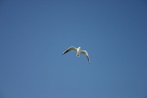 animal bird seagull