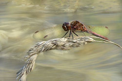 animal flight insect dragonfly