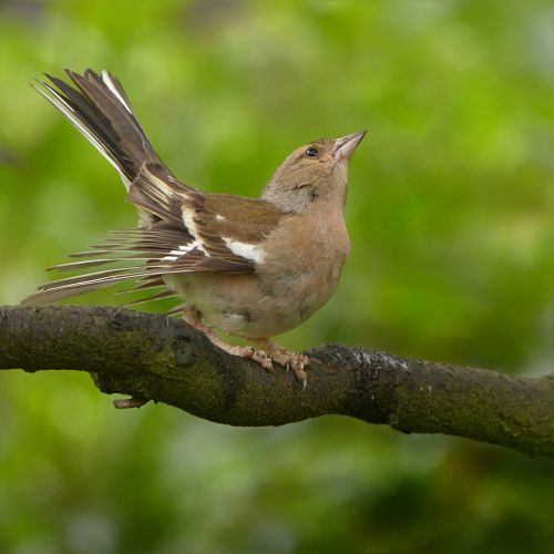 animal bird chaffinch