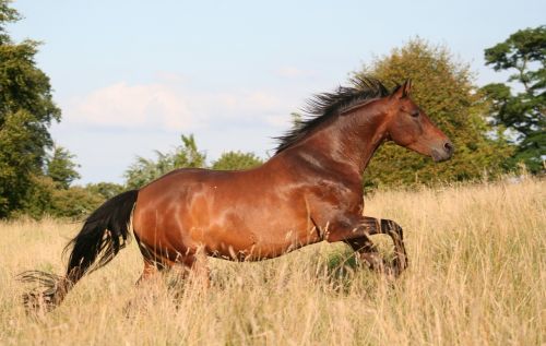 animal horses freedom