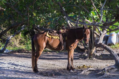 animal horse brown horse