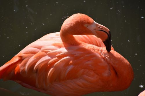 animal zoo flamingo