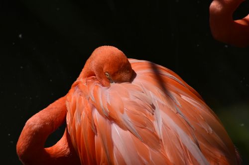 animal zoo flamingo