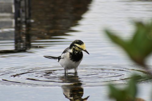 animal pond waterside