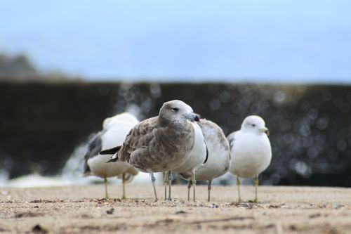 animal sea beach