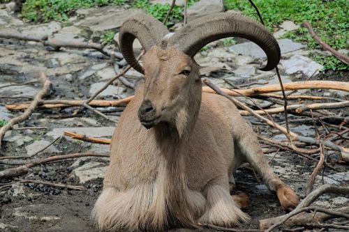 animal horns nature